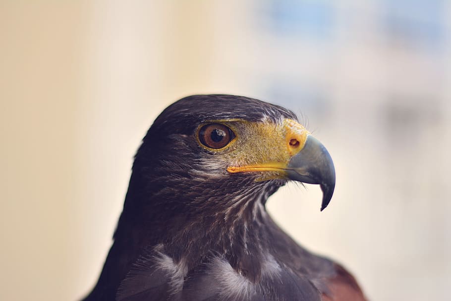 primer pla, foto, negre, àguila, selectiu, focalitzar la fotografia, falcó, ocell, ull, bec, ploma, animal, cap, naturalesa, focu, volar, gallines, salvatge, groc, un animal, fauna animal, animals a la natura, vertebrats, part del cos dels animals, centrar-se en primer pla, rapinyaire, cap gent, mirant, mirant cap a fora, dia, vista lateral, vista del perfil, falcó - ocell, ull d’animals, 5K