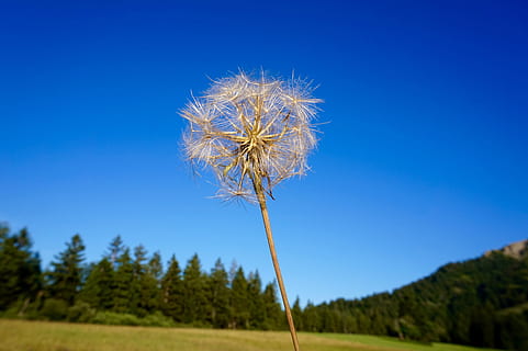 dandelion, blue, sky, ease, spring, plant, focus on foreground, nature, close-up, beauty in nature, freshness, flower, no people, clear sky, land, flowering plant, day, landscape, copy space, outdoors, growth, environment, flower head, dandelion seed, softness, 5K, CC0, public domain, royalty free