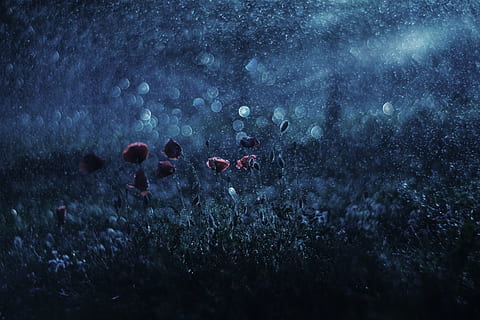 Blumenfeld Foto, Blume, Feld, Foto, Sommer-, Wiese, Nacht-, reflektierte Strahlen, wilde Blumen, Mohnblumen, Menschen, Natur, draußen, keine Leute, Baum, Himmel, nass, Nahansicht, Pflanze, rot, Wasser, fallen, Dämmerung, Land, Transport, wolke - himmel, selektiver Fokus, Fenster, Winter, 5K, CC0, gemeinfrei, lizenzfrei
