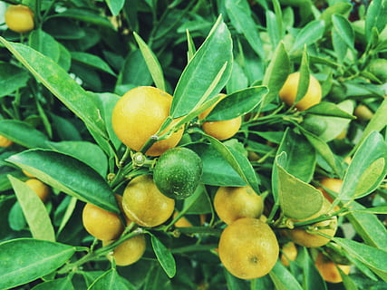 sitronfrukter, sitroner, tre, frukt, sitrus, jordbruk, anlegg, mat, fersk, moden, sur, gul, plantasjen, sunn, lime, avling, natur, Middelhavet, vekst, saftig, vitamin, gren, sommer, blad, plante del, spise sunt, mat og Drikke, friskhet, grønn farge, nærbilde, velvære, ingen folk, dag, oransje farge, frukttrær, sitrusfrukt, utendørs, organisk, oransje, 4K, CC0, offentlig domene, opphavsrett gratis