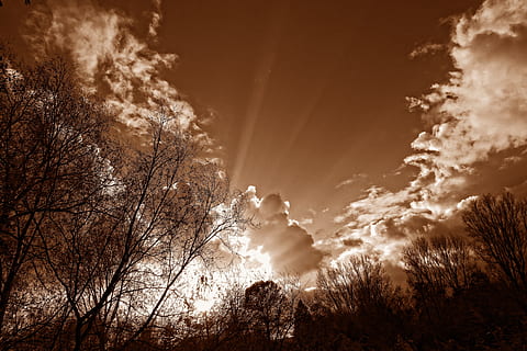 sky, clouds, cumulus, trees, silhouette, sun rays, sunlight, dramatic skies, sepia, monochrome, cloud - sky, tree, plant, beauty in nature, nature, scenics - nature, environment, dramatic sky, dark, woodland, no people, forest, outdoors, sunbeam, sunset, sun, tranquility, 4K, CC0, public domain, royalty free