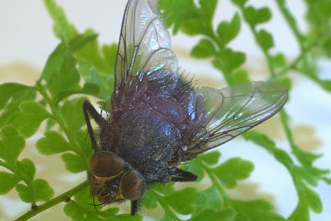 mucha, insecto, de cerca, macro, naturaleza, verde, planta, alas, enfocar, italiano, animal, peludo, asqueroso, temas de animales, invertebrado, fauna animal, un animal, animales en la naturaleza, ala animal, parte de la planta, hoja, nadie, centrarse en primer plano, día, al aire libre, volar, color verde, 5K, CC0, dominio público, libre de derechos