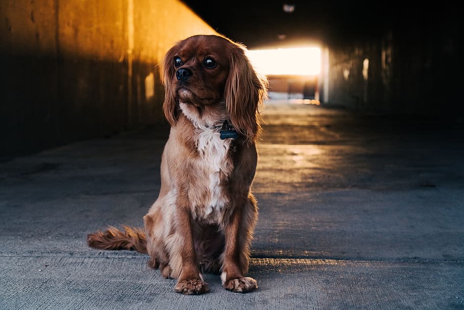 yol, tünel, karanlık, Güneş ışığı, köpek, köpek yavrusu, Evcil Hayvan, hayvan, bir hayvan, yerli, Evcil Hayvanlar, memeli, oturma, küçük, tam uzunluk, kucak köpeği, insansız, Süvari kral charles spaniel, önden görünüş, uzağa bakıyor, seyir, ön plana odaklanmak, safkan köpek, 5K