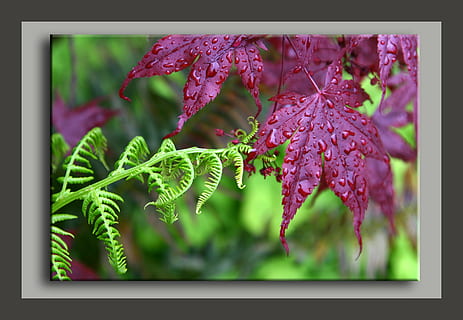 helecho, arce, lluvia, conmovedor, toque, alcanzar, planta, crecimiento, belleza en la naturaleza, hoja, parte de la planta, de cerca, naturaleza, planta floreciendo, nadie, flor, centrarse en primer plano, vulnerabilidad, fragilidad, frescura, color rosa, día, al aire libre, filtro de postproducción automática, color verde, transferencia de impresión, púrpura, cabeza de flor, 4K, CC0, dominio público, libre de derechos