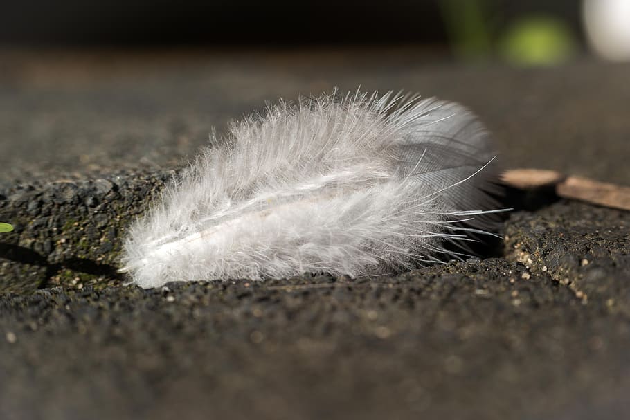 piuma, uccello, morbido, soffice, tenero, piume, bianca, macro, piuma d'uccello, avvicinamento, messa a fuoco selettiva, nessuno, vulnerabilità, giorno, leggero, fragilità, natura, morbidezza, all'aperto, un animale, Colore bianco, parte del corpo animale, sentiero, peli di animali, 5K