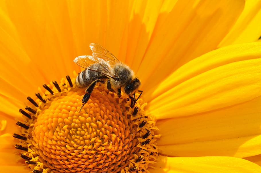 mel d'abella, posat, groc, gira-sol, abella, pol·len, nèctar, flor, florir, macro, tancar, planta, insecte, temes d'animals, planta amb flors, invertebrat, animal, un animal, animals a la natura, fauna animal, pètal, fragilitat, cap de flor, frescor, bellesa a la natura, vulnerabilitat, polinització, primer pla, cap gent, Abellot, 4K