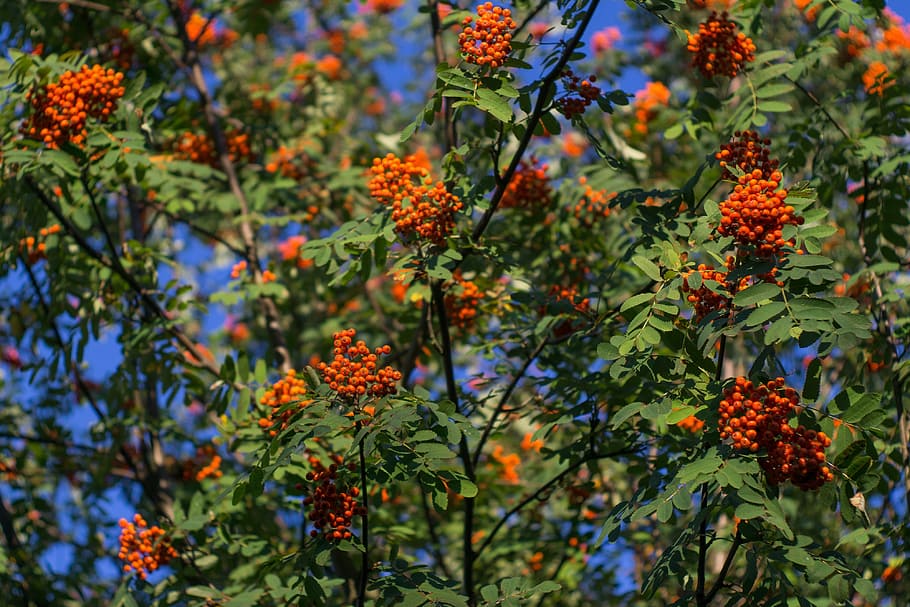 rowan, arbre, baies de sorra, vermell, sorbus aucuparia, estiu, tardor, verd, naturalesa, planta, bellesa a la natura, creixement, flor, planta amb flors, cap gent, part de la planta, menjar i beguda, menjar, full, color verd, frescor, dia, centrar-se en primer pla, fruita, a l'aire lliure, fruites de baies, llum solar, 4K