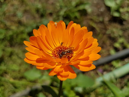 Blume, Biene, Orange, blühende Pflanze, wirbellos, Tierthemen, Tierwelt, Tier, Insekt, Schönheit in der Natur, Blütenblatt, Pflanze, Frische, Tiere in freier Wildbahn, ein Tier, Zerbrechlichkeit, Blütenkopf, Nahansicht, Wachstum, Verletzlichkeit, Bestäubung, keine Leute, Pollen, draußen, 4K, CC0, gemeinfrei, lizenzfrei
