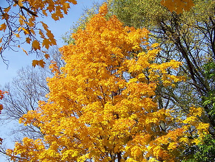 tardor, caure, maple, arbre, fulles, groc, canvi, planta, bellesa a la natura, vista d’angle baix, color taronja, branca, dia, creixement, naturalesa, cap gent, tranquil·litat, part de la planta, full, a l'aire lliure, escenics - natura, terra, cel, col·lecció de tardor, condició natural, copa de l'arbre, 2K, CC0, domini públic, lliure de regalies