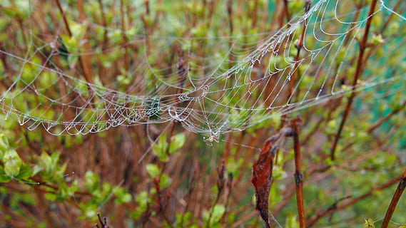 teia de aranha, aranha, macro, aracnídeo, rede, rosa, gotas, Primavera, natureza, manhã, fragilidade, plantar, fechar-se, focar em primeiro plano, vulnerabilidade, ninguém, beleza na natureza, agua, dia, solta, complexidade, ao ar livre, foco seletivo, crescimento, molhado, árvore, orvalho, 4K, CC0, domínio público, royalty free