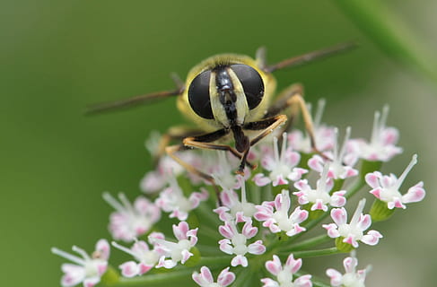 hoverfly, yaban arısı, sinek, bal arısı, böcek, makro, çiçek, Çiçek açmak, bitki, kapat, çiçeklenme, doğa, detaylı teklif, ön, portre, hayvan, hayvanlar, hayvan portresi, gözleri, hayvan dünyası, vahşi yaşam fotoğrafçılığı, kafa, böcek makro, bir hayvan, hayvan temaları, hayvan yaban hayatı, çiçekli bitki, omurgasız, kırılganlık, vahşi hayvanlar, Güvenlik açığı, doğada güzellik, kapatmak, tazelik, taçyaprağı, insansız, büyüme, çiçek kafa, tozlaşma, polen, 4K, CC0, kamu malı, telif ücretsiz