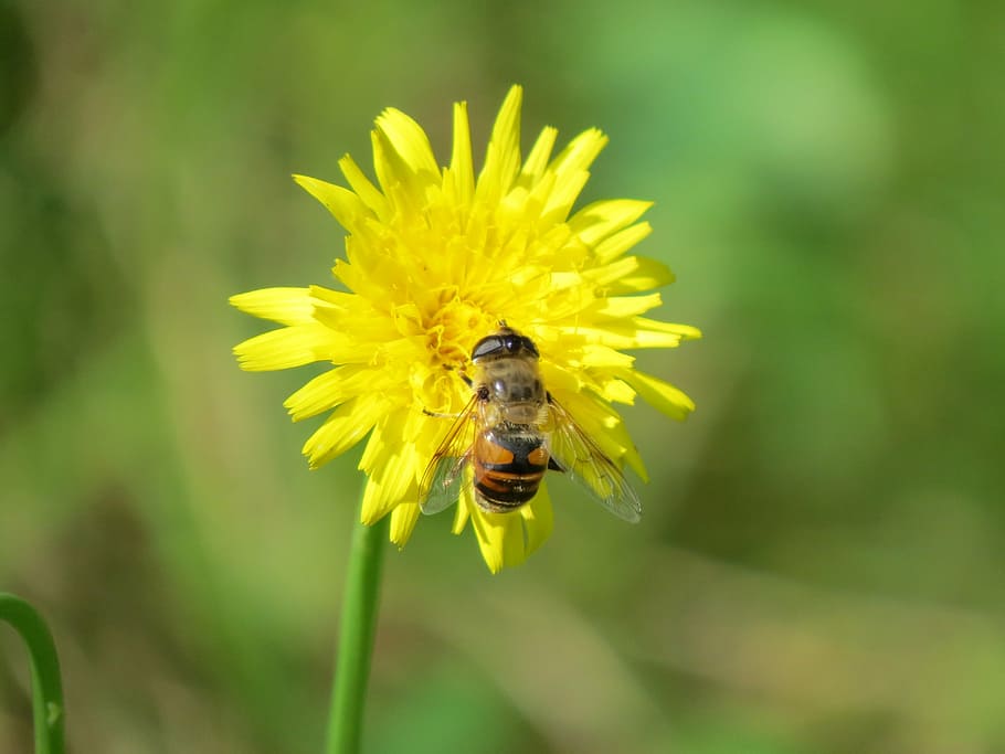 volo al passaggio del mouse, fiore, insetto, giallo, nebbia ape, pianta fiorita, invertebrato, temi animali, un animale, animale, ape, animali allo stato selvatico, fragilità, fauna selvatica, bellezza nella natura, vulnerabilità, petalo, crescita, pianta, freschezza, testa di fiore, concentrarsi sulle conoscenze acquisite, impollinazione, nessuno, all'aperto, bombo, 4K