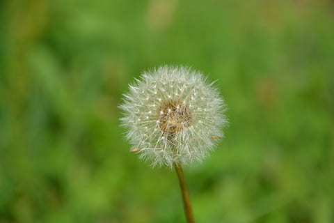 dente di leone, garzetta, natura, pianta, freschezza, fiore, bellezza nella natura, avvicinamento, crescita, concentrarsi sulle conoscenze acquisite, pianta fiorita, fragilità, vulnerabilità, nessuno, giorno, infiorescenza, testa di fiore, stelo vegetale, semi di dente di leone, all'aperto, morbidezza, 5K, CC0, dominio pubblico, privo di copyright