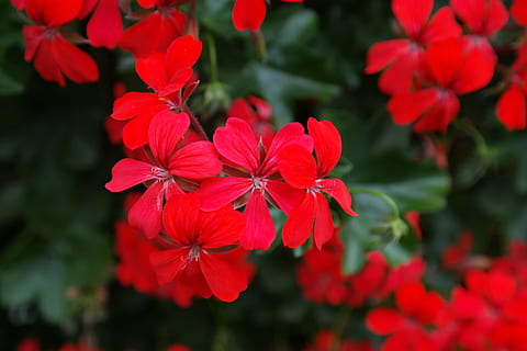 ģerāniju, zieds, zied, sarkans, flora, sarkanā ģerānija, dziļi sarkans, asins sarkanā krāsā, spilgti sarkans, krāsains, krāsa, pelargonium peltatum, pakārt ģerāniju, peltatum hibrīds, efeja ģerāniju, kultūras zieds, kultūru, pelargonijs, ģerānijas siltumnīcas, geraniaceae, lielisks paraugs, gultas veļa, balkona rūpnīca, pelargonijas māksla, pelargonija hibrīds, balkona zieds, vasaras zieds, tuvu, izaugsmi, ziedlapiņa, nav cilvēku, dienā, ziedēšanas augs, augu, svaigumu, nestabilitāte, neaizsargātību, tuvplāns, skaistums dabā, ziedu galva, ziedkopas, koncentrēties uz jaunajām zināšanām, raksturs, ārā, augu daļa, botānika, ziedputekšņi, 5K, CC0, publiskais domēns, bez atlīdzības