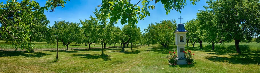 conjunts, arbres, albercocs, capella, kittsee, panorama, estiu, horta, naturalesa, creixement, herba, tranquil·litat, bellesa a la natura, camp, planta, arbre, cel, arquitectura, transport, dia, cap gent, medi ambient, panoràmica, terra, color verd, manera de transport, estructura construïda, paisatge, exterior de l'edifici, a l'aire lliure, llum solar, gespa, 4K