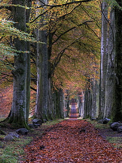 vej, faldende, blade, træer, grøn, Brun, bladede, træ, efterår, sti, løv, parkere, Forrest, plante, vejen frem, retning, træstamme, bagagerum, natur, lave om, Skov, jord, skønhed i naturen, ro, vækst, rolig scene, faldende perspektiv, dag, plante del, scenics - natur, ingen mennesker, udendørs, treelined, efterårssamling, 4K, CC0, offentligt domæne, royaltyfrie