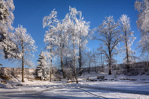 Winterzauber, Bäume, winterlich, Wintertraum, Schneezauber, Schnee, Winter, kalte Temperatur, Baum, Pflanze, Natur, Schönheit in der Natur, Himmel, Szenen - Natur, Umgebung, Landschaft, Blau, weiße Farbe, Tag, Land, Nicht-städtische Szene, Ruhe, ruhige Szene, keine Leute, draußen, Kiefernwald, Kiefer, 4K, CC0, gemeinfrei, lizenzfrei