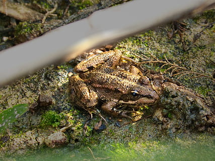 granota, riu, algues, parc, natur, llac, animal, amfibi, gripau, naturalesa, vida salvatge, primer pla, fauna animal, temes d'animals, animals a la natura, un animal, rèptil, aigua, vertebrats, cap gent, dia, enfocament selectiu, planta, cocodril, a l'aire lliure, cap d’animals, 2K, CC0, domini públic, lliure de regalies