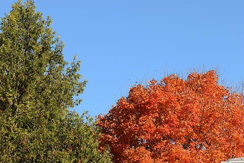 arboles, naranja, verde, cielo, azul, hojas, naturaleza, hoja, planta, follaje, natural, otoño, color, temporada, caen arboles, amarillo, rojo, hojas de otoño, árbol, belleza en la naturaleza, crecimiento, cambio, nadie, vista de ángulo bajo, día, cielo limpio, tranquilidad, al aire libre, color naranja, paisajes - naturaleza, rama, soleado, copia espacio, copa del árbol, condición natural, 5K, CC0, dominio público, libre de derechos