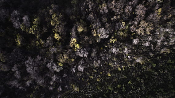 aerian, vizualizați fotografia, verde, maro, copaci, vedere, albie, copac, pădure, mort copac, deasupra, vedere aeriene, natură, fundaluri, model, abstract, a închide, macro, obiect de rocă, texturată, mușchi, nici o persoana, cadru complet, creştere, plantă, frumusețe în natură, vedere unghiulară joasă, zi, liniște, în aer liber, Culoarea verde, trunchi de copac, teren, scenice - natura, trompă, 4K, CC0, domeniu public, fără drepturi de autor