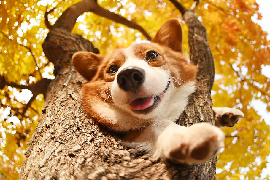 adult, blanc, marró, cadell de corgi de pembroke welsh, arbre, mascotes, gos, un animal, mamífer, animal, temes d'animals, caní, nacional, animals domèstics, vertebrats, planta, tronc de l'arbre, tronc, cap gent, naturalesa, dia, retrat, primer pla, a l'aire lliure, boca oberta, cap d’animals, 4K