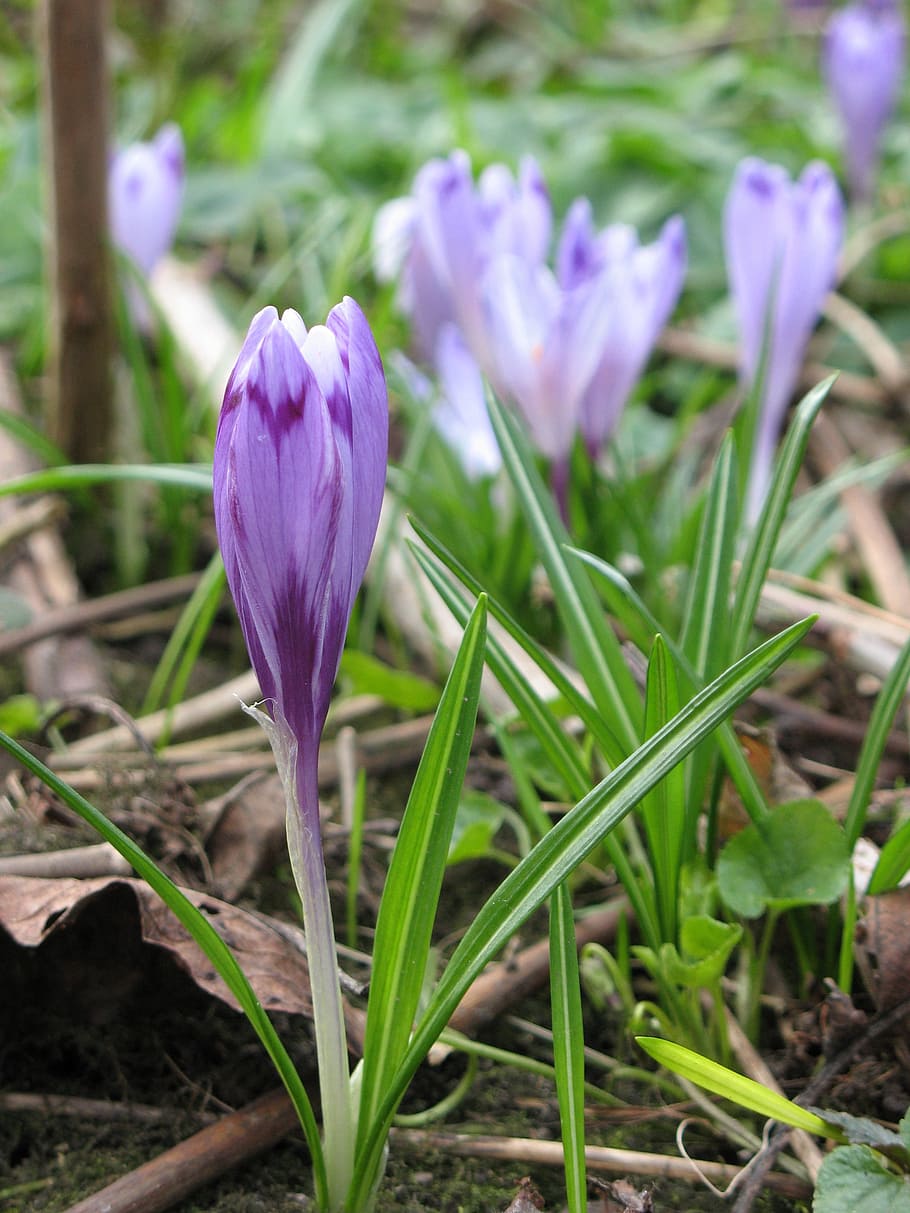 croco, natura, primavera, flora, giardino, fiore, viola, verde, naturale, stagione, botanica, libro rosso, foto, pianta fiorita, pianta, bellezza nella natura, vulnerabilità, fragilità, crescita, freschezza, avvicinamento, petalo, terra, iris, campo, nessuno, giorno, concentrarsi sulle conoscenze acquisite, testa di fiore, all'aperto, 2K