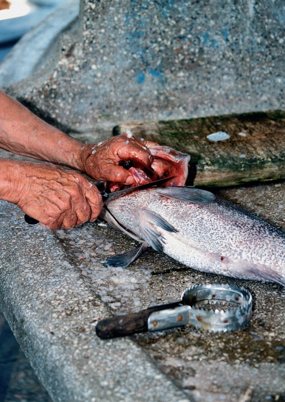 pesce, mano, lavoro, mestiere, battaglie, cucinare, mangiare, nutrizione, cibo, pulito, preparare, pescato, scala, Morte, ambiente, uccidere, mano umana, una persona, parte del corpo umano, vertebrato, pesca, frutti di mare, giorno, cibo e bevande, uomini, cattura di pesce, all'aperto, cibo crudo, avvicinamento, industria ittica, pescatore, marino, 1080P