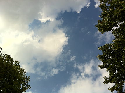 clouds, sky, blue, clouds form, white, cumulus clouds, nature, summer day, deciduous tree, trees, leaves, summer, green, cloud - sky, tree, low angle view, plant, beauty in nature, tranquility, scenics - nature, day, no people, outdoors, tranquil scene, growth, idyllic, sunlight, treetop, non-urban scene, branch, 2K, CC0, public domain, royalty free
