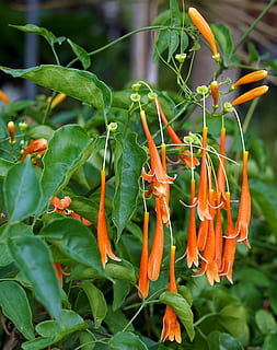 florida, flama, vinya, flora, jardí, tropical, naturalesa, full, estiu, tolerant a la sequera, or, groc, taronja, de fulla perenne, Tailàndia, creixement, planta, bellesa a la natura, color verd, frescor, flor, planta amb flors, part de la planta, color taronja, centrar-se en primer pla, primer pla, pètal, dia, vulnerabilitat, fragilitat, cap gent, menjar, inflorescència, cap de flor, a l'aire lliure, 2K, CC0, domini públic, lliure de regalies