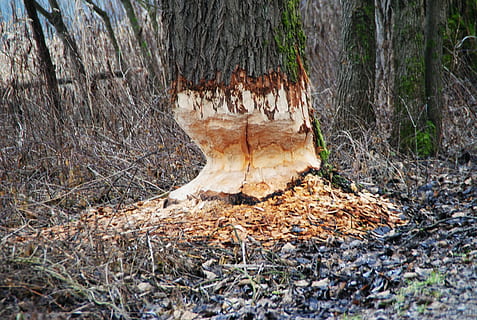 castoro, danni da castoro, roditore, albero di castoro, mangiare castori, Locanda, in nauen, Perach, animali, protezione castoro, natura, albero, foresta, autunno, all'aperto, bosco, terra, tronco, tronco d'albero, pianta, giorno, parte vegetale, nessuno, campo, la tranquillità, crescita, caduta, abbaiare, foglia, legno - materiale, asciutto, pianta morta, le foglie, 2K, CC0, dominio pubblico, privo di copyright