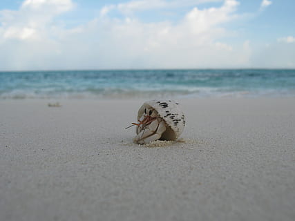 cáscara, criatura, playa, Maldivas, arena, cangrejo, ojeada, pequeña, ojos, mar, animal, tierra, horizonte, horizonte sobre el agua, un animal, temas de animales, agua, cielo, fauna animal, belleza en la naturaleza, animales en la naturaleza, naturaleza, día, tranquilidad, paisajes - naturaleza, nadie, marina, al aire libre, 2K, CC0, dominio público, libre de derechos