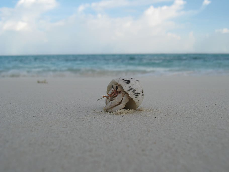 shell, criatura, platja, maldives, sorra, cranc, ullada, petit, ulls, mar, animal, terra, horitzó, horitzó sobre l’aigua, un animal, temes d'animals, aigua, cel, fauna animal, bellesa a la natura, animals a la natura, naturalesa, dia, tranquil·litat, escenics - natura, cap gent, marí, a l'aire lliure, 2K