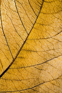 foglia, foglia marrone, scheletro, struttura, dettaglio, natura, sfondi, fotogramma intero, strutturato, nessuno, modello, avvicinamento, Marrone, giorno, all'aperto, modello naturale, parte vegetale, albero, ruvido, macro, giallo, vena fogliare, screpolato, asciutto, anello degli alberi, 5K, CC0, dominio pubblico, privo di copyright