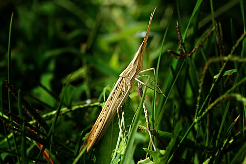 mantis, phasmid, insect, arthropod, nature, macro, plant, one animal, animal themes, animals in the wild, animal wildlife, animal, green color, focus on foreground, close-up, invertebrate, growth, grass, no people, day, land, plant part, beauty in nature, outdoors, blade of grass, 5K, CC0, public domain, royalty free