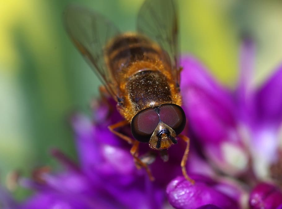 hoverfly, insetto, fiore, volare, natura, macro, vicino, occhio, invertebrato, temi animali, fauna selvatica, animale, pianta fiorita, animali allo stato selvatico, un animale, avvicinamento, petalo, bellezza nella natura, fragilità, ape, vulnerabilità, pianta, freschezza, impollinazione, viola, testa di fiore, nessuno, occhio animale, 4K