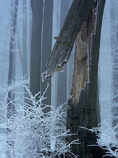 inverno, parque, árvore, floresta, quebrado, inverno, parque, temperatura fria, congeladas, neve, gelo, agua, ninguém, natureza, estrutura construída, arquitetura, sincelo, dia, beleza na natureza, geada, reflexão, ao ar livre, plantar, frio, nevando, nevasca, 1080P, CC0, domínio público, royalty free