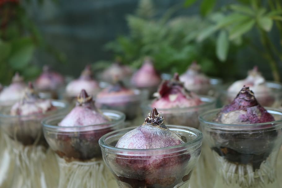 rot, Zwiebeln, klein, klar, Glasschalen, mehrere, Zwiebelknollen, Tassen fotografieren, Wurzeln, wachsend, Gemüse, Birne, Pflanze, Lebensmittel, Frische, Essen und Trinken, Fokus auf den Vordergrund, Tag, Nahansicht, keine Leute, selektiver Fokus, gesundes Essen, Wohlbefinden, Stillleben, Natur, Haushaltsausstattung, pinke Farbe, draußen, Glas, Schüssel, Container, Vorder- oder Hinterhof, 5K