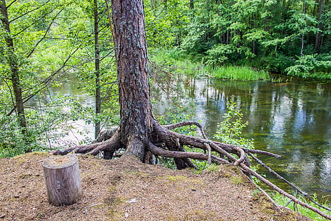 de praia, floresta, r, ótimo, Rússia, árvore, plantar, terra, agua, tranquilidade, natureza, crescimento, tronco, tronco de árvore, dia, beleza na natureza, ninguém, cena tranquila, lago, ao ar livre, cor verde, scenics - natureza, 4K, CC0, domínio público, royalty free