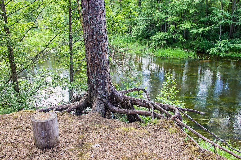 platja, bosc, r, genial, Rússia, arbre, planta, terra, aigua, tranquil·litat, naturalesa, creixement, tronc, tronc de l'arbre, dia, bellesa a la natura, cap gent, escena tranquil·la, llac, a l'aire lliure, color verd, escenics - natura, 4K