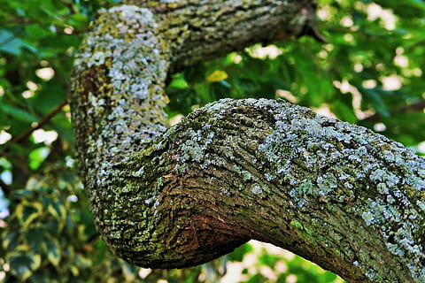 arbre, tipuana, branca, espés, fort, escorça, liquen, naturalesa, bosc, centrar-se en primer pla, planta, primer pla, creixement, tronc de l'arbre, cap gent, dia, tronc, textura, aspre, molsa, a l'aire lliure, patró, color verd, tranquil·litat, fong, 1080P, CC0, domini públic, lliure de regalies