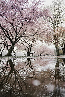 kirsebær, blomstre, træer, flod, lyserød, skærmbillede, træ, afspejling, pyt, tapet, natur wallpapers, natur baggrunde, forår, kirsebær blomst, natur, tidlig, plante, blomstring, mange, våd, vand, sø, skønhed i naturen, ro, havnefronten, rolig scene, afdeling, scenics - natur, dag, ingen mennesker, himmel, vækst, udendørs, bare træ, idyllisk, Kirsebærtræ, 5K, CC0, offentligt domæne, royaltyfrie