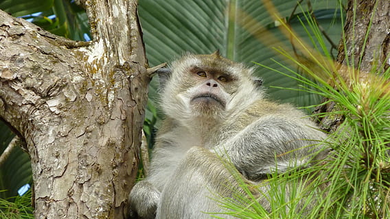 Affe, Baum, sitzen, schließen, Tier, tropisch, Pflanze, Tierthemen, Säugetier, Tiere in freier Wildbahn, Tierwelt, Primas, Kofferraum, Baumstamm, Wirbeltier, ein Tier, Natur, keine Leute, Tag, Fokus auf den Vordergrund, Wegschauen, Sitzung, Ast, draußen, Tierfamilie, 4K, CC0, gemeinfrei, lizenzfrei