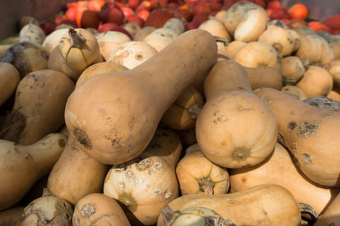 dekoratif squashes, Cucurbita, kukurbitakea, sukabağı, kahverengi, bej, meyve, yetiştirme, tarım, sonbahar, yiyecek ve içecek, tazelik, Gıda, sebze, Market, sağlıklı beslenme, refah, pazar durak, bolluk, büyük nesne grubu, çiğ yemek, satılık, perakende, çiğ patates, patates, iş, natürmort, insansız, organik, kapatmak, satış, perakende satış, 5K, CC0, kamu malı, telif ücretsiz