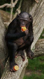 bonobo, małpa, prymas, jedzenie, dzikiej przyrody, szympans, ssak, Natura, oczy, włochaty, siedzieć, drzewo, dziki, tematy zwierzęce, zwierzę, jedno zwierzę, zwierzęta na wolności, zwierzęca przyroda, kręgowiec, drewno - materiał, dzień, skupić się na pierwszym planie, żadnych ludzi, jedzenie i picie, zdrowe odżywianie, owoc, czarny kolor, na dworze, otwarta buzia, 2K, CC0, domena publiczna, darmowe zdjęcia