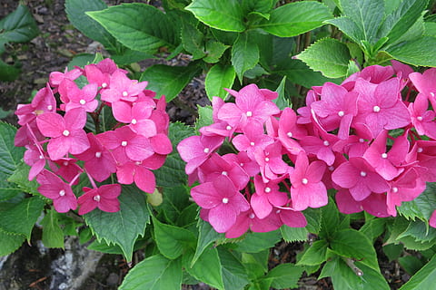 hydrangeas, Çiçekler, pembe, Yaprak, bitki bölümü, çiçekli bitki, doğada güzellik, çiçek, büyüme, bitki, pembe renk, tazelik, kapatmak, taçyaprağı, yeşil renk, çiçeklenme, doğa, Güvenlik açığı, çiçek kafa, kırılganlık, gün, açık havada, yüksek açılı görünüş, insansız, bahar, yağmur, Çiçek demeti, leylak, yağmur damlası, 4K, CC0, kamu malı, telif ücretsiz