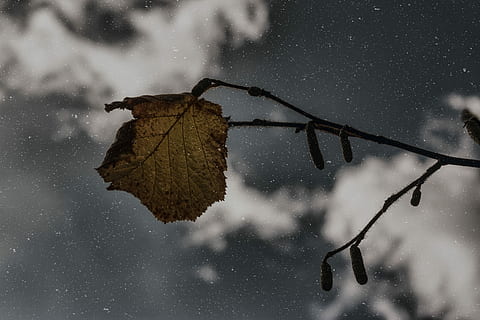 dried leaf photo, shallow, focus photography, brown, leaf, branch, tree, dark, bokeh, snow, snowing, snowfall, spring, winter, nature, sky, plant part, no people, autumn, dry, plant, outdoors, water, close-up, tranquility, beauty in nature, cold temperature, night, rain, leaves, 5K, CC0, public domain, royalty free
