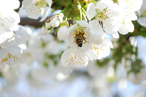 selective, photo, bee, white, petaled flower, daytime, bloom, blossom, close-up, flora, flowers, insect, nature, pollination, tree, flower, flowering plant, plant, fragility, freshness, vulnerability, white color, beauty in nature, growth, petal, flower head, animal wildlife, animal themes, springtime, animals in the wild, pollen, focus on foreground, no people, cherry blossom, cherry tree, 4K, CC0, public domain, royalty free