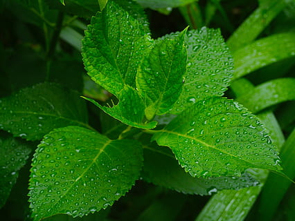 hortensia, blad, tak, groen, waterdruppel, regen, nieuwe scheuten, Yokosuka, Japan, groene kleur, groei, fabriek, natuur, versheid, deel van de plant, laten vallen, detailopname, water, schoonheid in de natuur, dag, nat, geen mensen, focus op de voorgrond, kwetsbaarheid, buitenshuis, breekbaarheid, hoge hoekmening, regendruppel, bladeren, dauw, 4K, CC0, publiek domein, royaltyvrij
