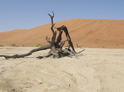 bukit pasir, namibia, gurun, pemandangan, tanah, iklim, scenics - alam, lingkungan Hidup, pasir, langit, iklim kering, ketenangan, adegan yang tenang, alam, adegan non-urban, langit cerah, terpencil, tidak ada orang, tanaman mati, hari, pohon, di luar rumah, kayu apung, 2K, CC0, domain publik, bebas royalti