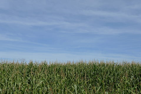 grassfield during daytimne, crop, corn, maize, sky, empty, blue, green, food, field, grain, farming, organic, cereal, agricultural, agriculture, growth, plant, land, landscape, rural scene, farm, cereal plant, corn - crop, nature, day, environment, scenics - nature, tranquility, beauty in nature, no people, outdoors, plantation, 2K, CC0, public domain, royalty free